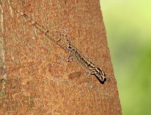 South American Gecko, Gonatodes eladioi