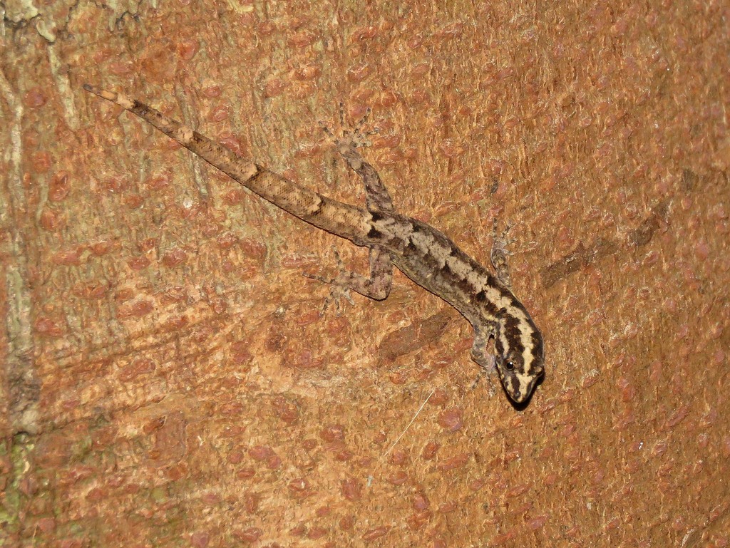 South American Gecko