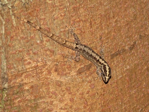 South American Gecko