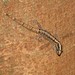 South American Gecko - Photo (c) Sidnei Dantas, some rights reserved (CC BY-NC), uploaded by Sidnei Dantas