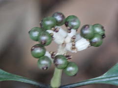 Chassalia curviflora