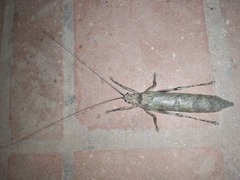 Sathrophyllia