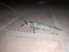 Sathrophyllia