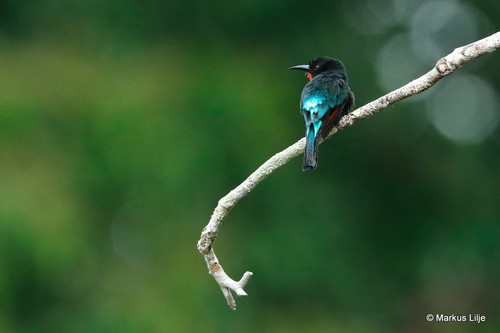 Black Bee-eater