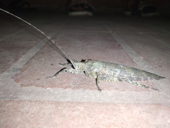 Sathrophyllia