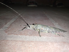 Sathrophyllia