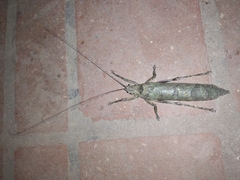 Sathrophyllia
