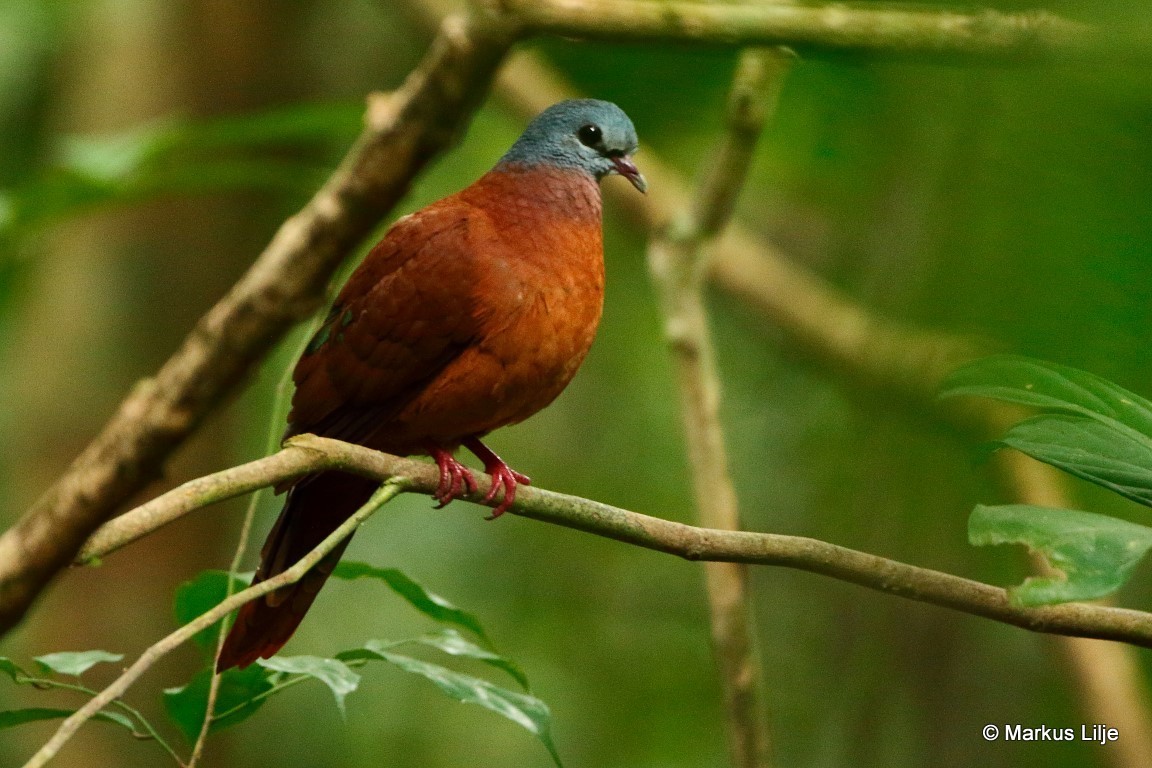 Blue-headed Wood-Dove (Turtur brehmeri)