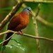 Blue-headed Wood-Dove - Photo (c) markus lilje, some rights reserved (CC BY-NC-ND), uploaded by markus lilje