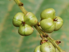 Agrostistachys borneensis