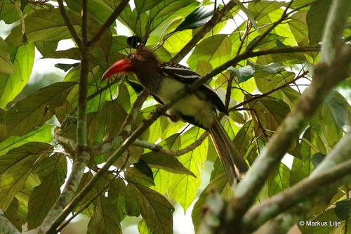 Red-billed Dwarf Hornbill