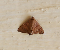 Eulepidotis addens