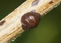 Parthenolecanium corni