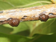 Parthenolecanium corni