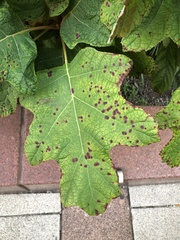 Cercospora hydrangeae