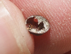 Parthenolecanium corni