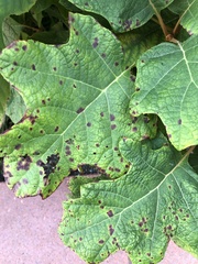 Cercospora hydrangeae