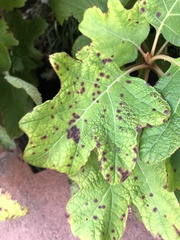 Cercospora hydrangeae