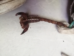 Thorellius intrepidus