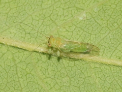 Platycorypha nigrivirga