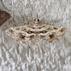 Diasemiopsis leodocusalis