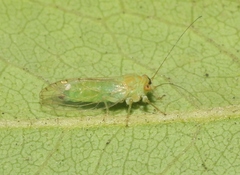 Platycorypha nigrivirga