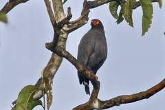 Buteogallus schistaceus