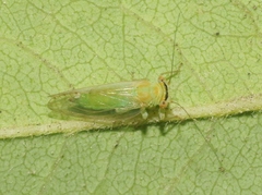 Platycorypha nigrivirga