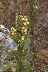 Verbascum macrurum