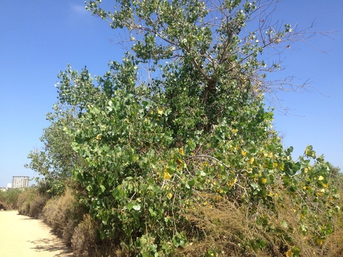 iNaturalist observation photo of Frémont Cottonwood