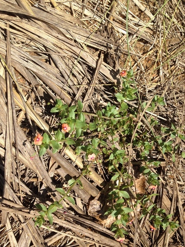 iNaturalist observation photo of scarlet pimpernel
