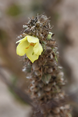 Verbascum macrurum