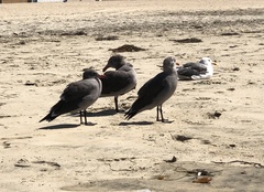 Larus heermanni