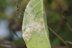 Erysiphe lagerstroemiae