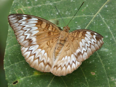 Euthalia monina monina