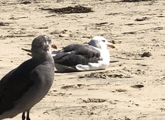 Larus occidentalis