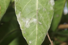Erysiphe lagerstroemiae