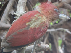 Chrysophlegma miniaceum