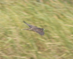 Falco peregrinus anatum