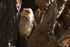 Otus bakkamoena