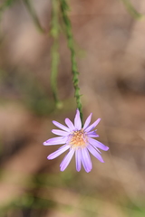 Symphyotrichum pratense