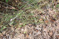 Symphyotrichum pratense