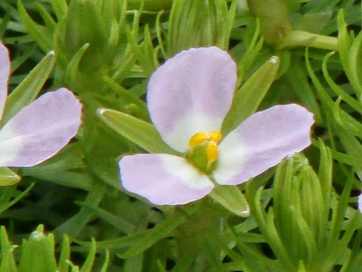 Mayaca