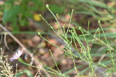 Symphyotrichum pratense