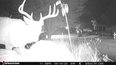 Odocoileus virginianus