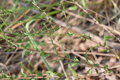 Symphyotrichum pratense