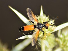 Cylindromyia rufifrons