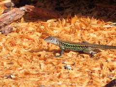 Holcosus undulatus thomasi