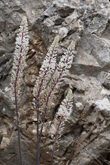 Drimia numidica