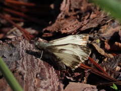 Heliopetes laviana